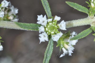 Lippia turbinata, photographed by aacocucci