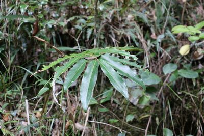 Alpinia arundelliana, photographed by Greg Tasney