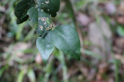 Jasminum jenniae, photographed by Greg Tasney