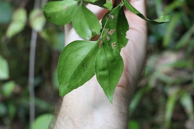 Jasminum jenniae, photographed by Greg Tasney