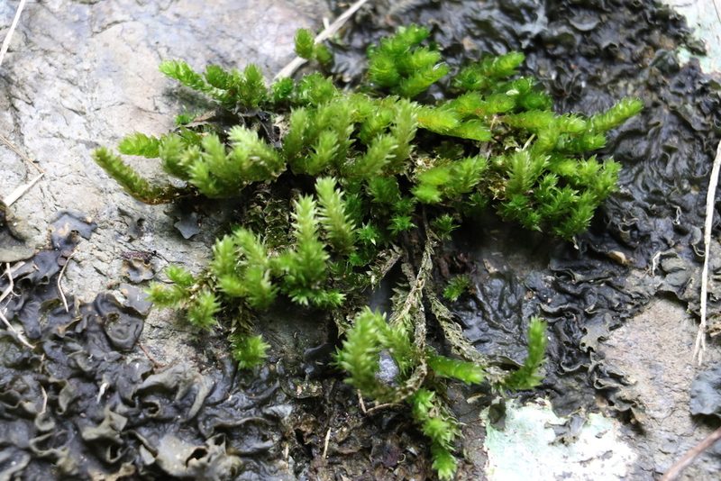 Garovaglia elegans, photographed by Greg Tasney