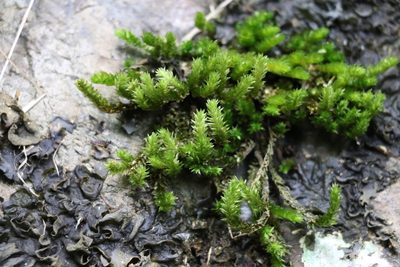 Garovaglia elegans, photographed by Greg Tasney