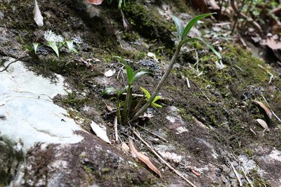 Dendrobium gracilicaule, photographed by Greg Tasney