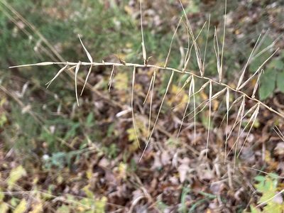 Elymus hystrix, photographed by ragbird