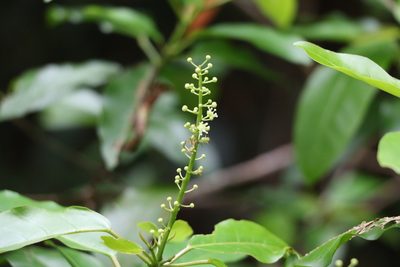 Croton verreauxii, photographed by Greg Tasney