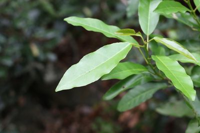 Croton verreauxii, photographed by Greg Tasney