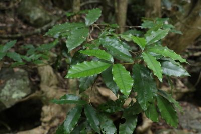 Heritiera trifoliolata, photographed by Greg Tasney