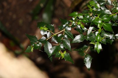 Graptophyllum spinigerum, photographed by Greg Tasney