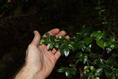 Graptophyllum spinigerum, photographed by Greg Tasney