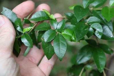 Graptophyllum spinigerum, photographed by Greg Tasney