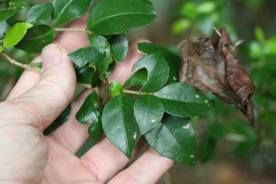 Graptophyllum spinigerum, photographed by Greg Tasney