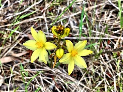 Bulbine bulbosa, photographed by Lukas Clews