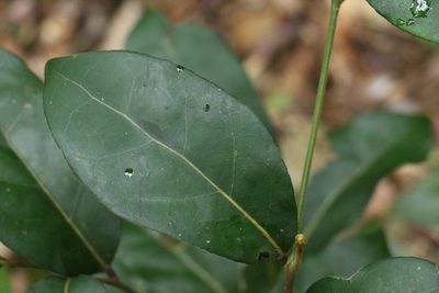 Cryptocarya foetida, photographed by Greg Tasney