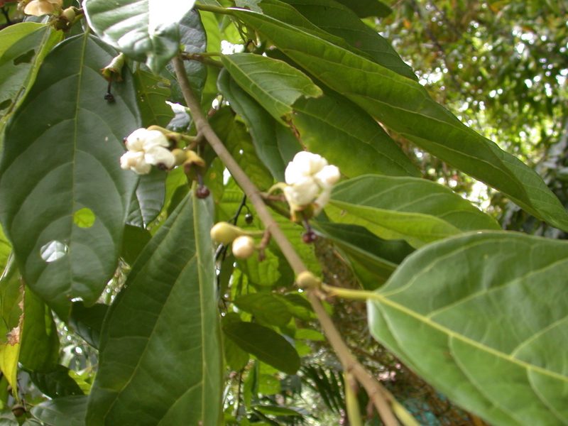 Quararibea asterolepis, photographed by Neptalí Ramírez Marcial
