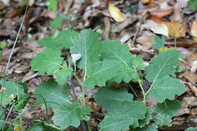 Solanum ditrichum, photographed by Greg Tasney