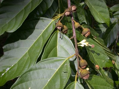 Quararibea asterolepis, photographed by Neptalí Ramírez Marcial
