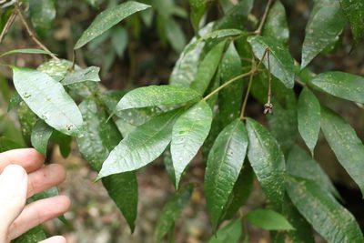 Bouchardatia neurococca, photographed by Greg Tasney