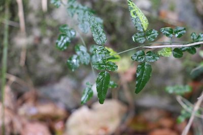 Jasminum dallachyi, photographed by Greg Tasney