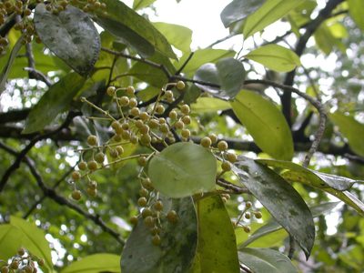 Ardisia bracteosa, photographed by Neptalí Ramírez Marcial