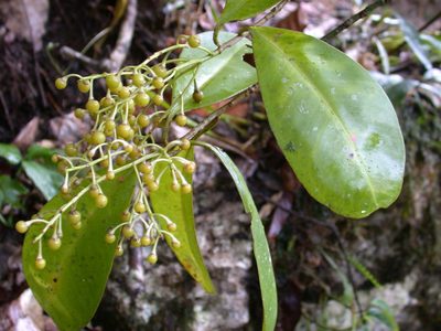 Ardisia bracteosa, photographed by Neptalí Ramírez Marcial