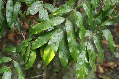 Bosistoa pentacocca, photographed by Greg Tasney