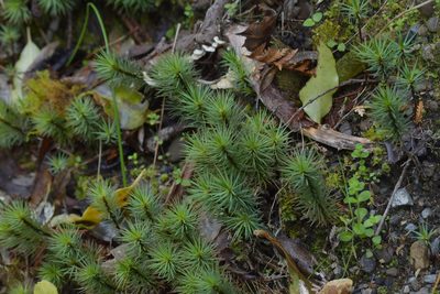 Dawsonia superba, photographed by Christopher Stephens
