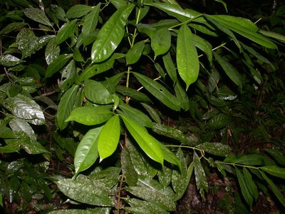Vochysia guatemalensis, photographed by Neptalí Ramírez Marcial