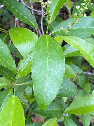 Croton verreauxii, photographed by Greg Tasney