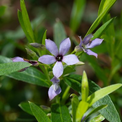 Billardiera cymosa, photographed by Kym Nicolson