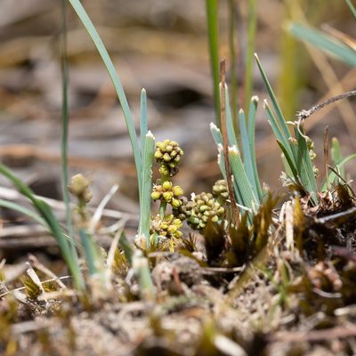 Lomandra nana, photographed by Kym Nicolson