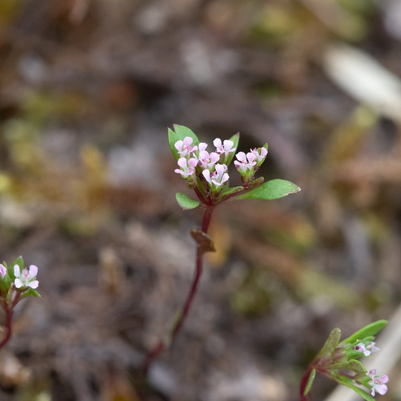 Levenhookia pusilla, photographed by Kym Nicolson