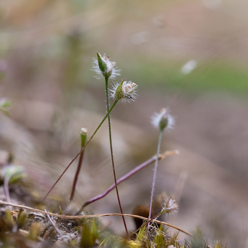 Centrolepis strigosa, photographed by Kym Nicolson