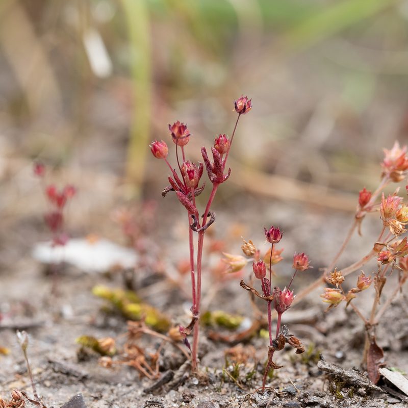Crassula closiana, photographed by Kym Nicolson