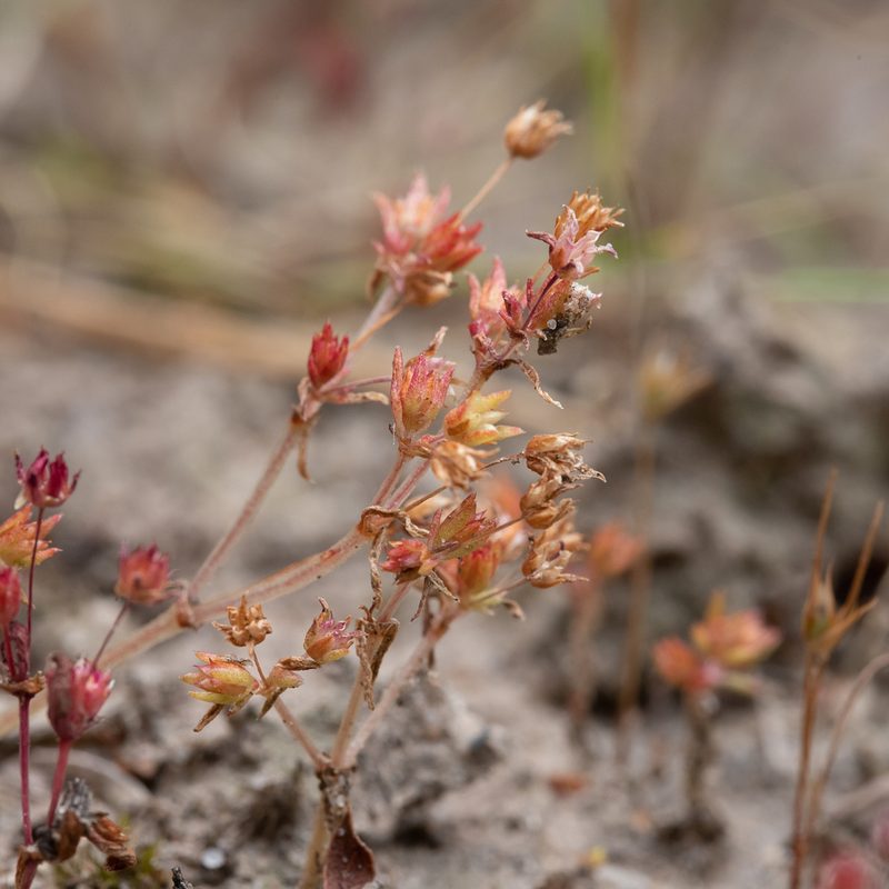 Crassula decumbens, photographed by Kym Nicolson