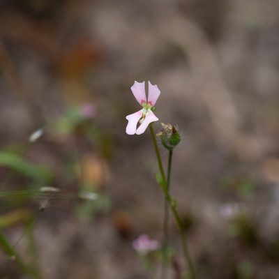 Stylidium calcaratum, photographed by Kym Nicolson