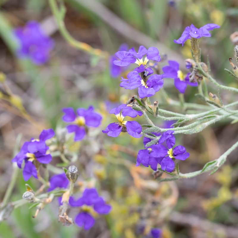 Dampiera dysantha, photographed by Kym Nicolson
