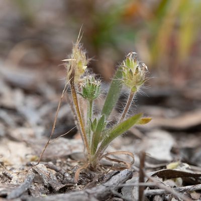 Plantago bellardii, photographed by Kym Nicolson