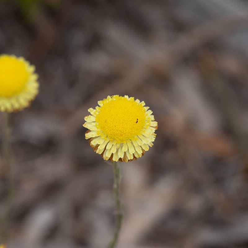 Coronidium scorpioides, photographed by Kym Nicolson