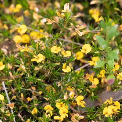 Pultenaea pedunculata, photographed by Kym Nicolson
