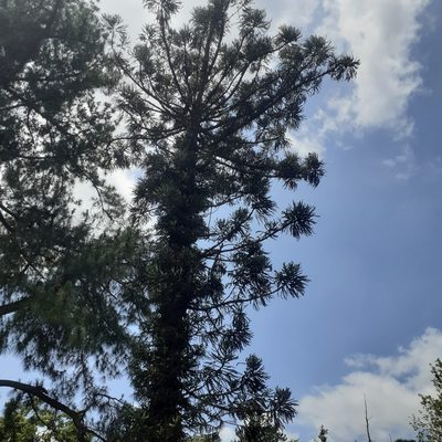 Araucaria angustifolia, photographed by Benjamin Bender