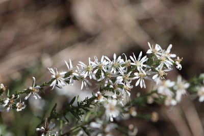 Symphyotrichum ericoides, photographed by Rich Sommer