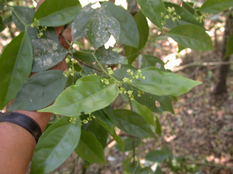 Crossopetalum parviflorum, photographed by Neptalí Ramírez Marcial