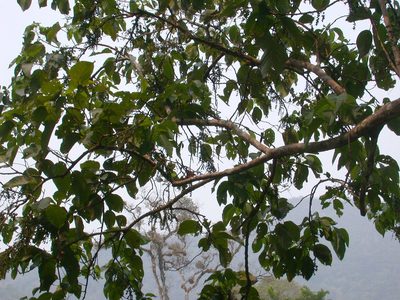 Alchornea latifolia, photographed by Neptalí Ramírez Marcial