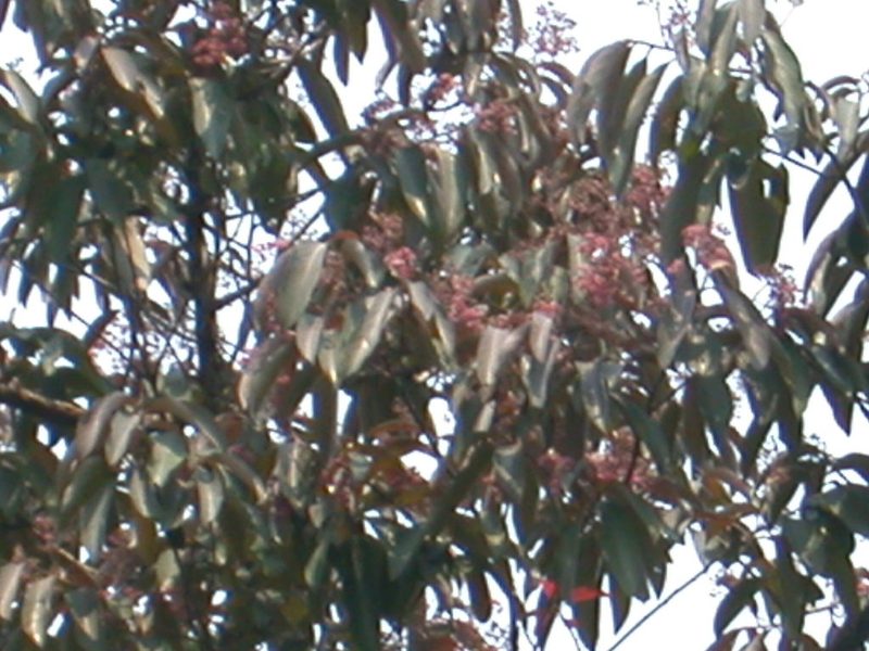 Damburneya leucocome, photographed by Neptalí Ramírez Marcial