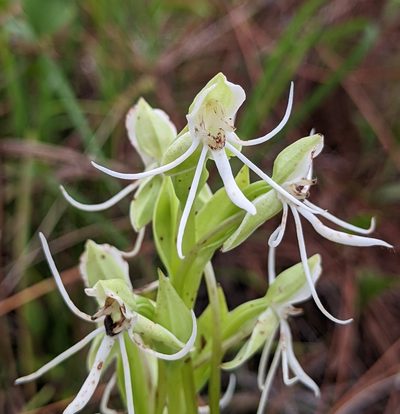 Habenaria quinqueseta, photographed by Stan Shebs