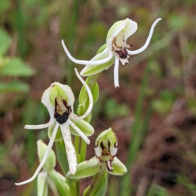 Habenaria quinqueseta, photographed by Stan Shebs