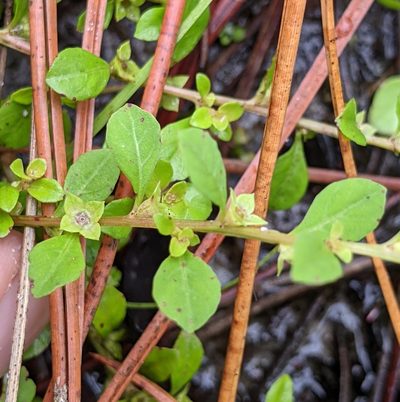 Ludwigia microcarpa, photographed by Stan Shebs