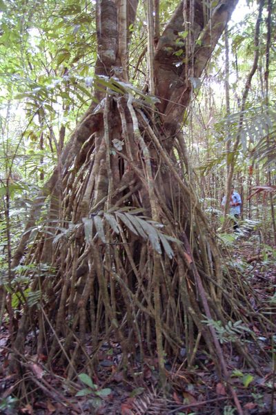 Bravaisia integerrima, photographed by Neptalí Ramírez Marcial