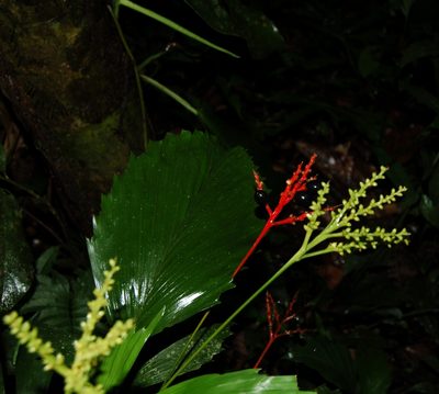 Reinhardtia simplex, photographed by Neptalí Ramírez Marcial