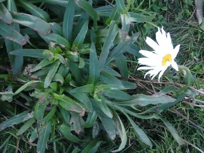 Leucanthemum maximum, photographed by Price Foster